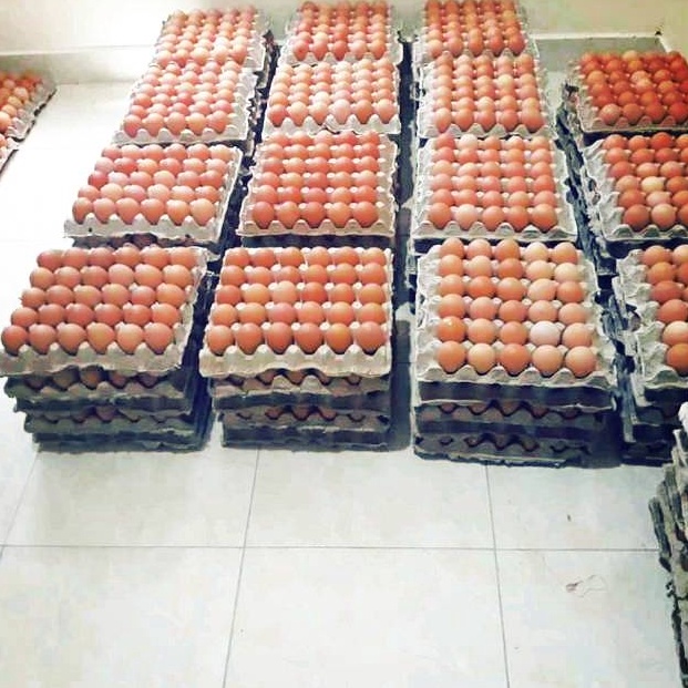 

modelTipe VRY994 PROMO PAKET HEMAT BISA FREE ONGKIR Telor telur ayam negeri per kg fresh baru