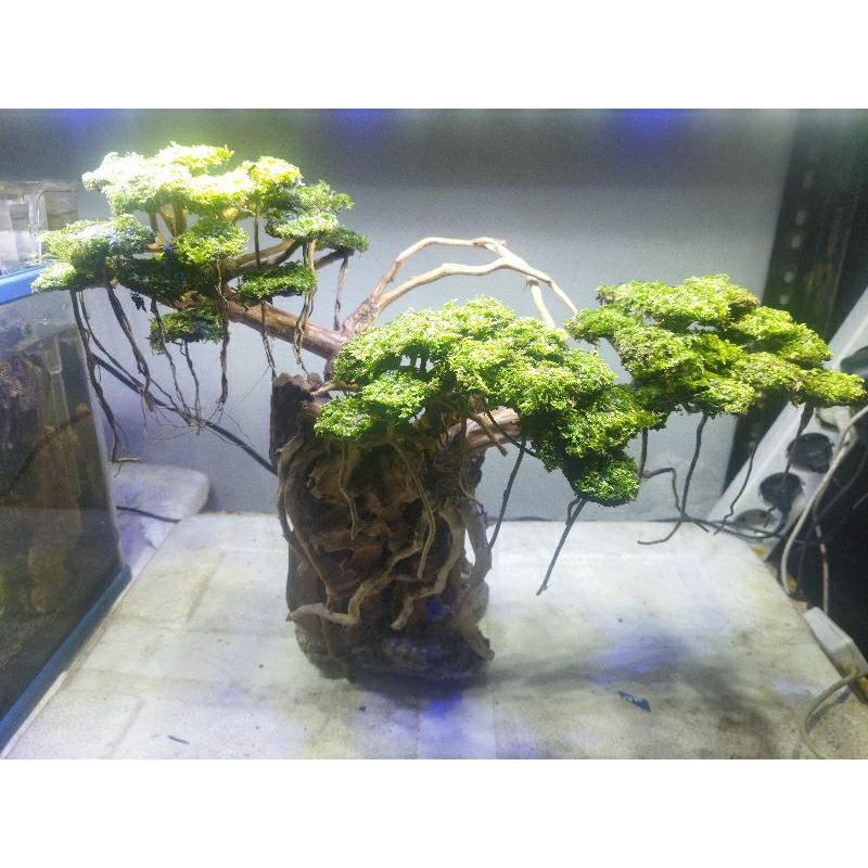 POHON BONSAI AQUASCAPE