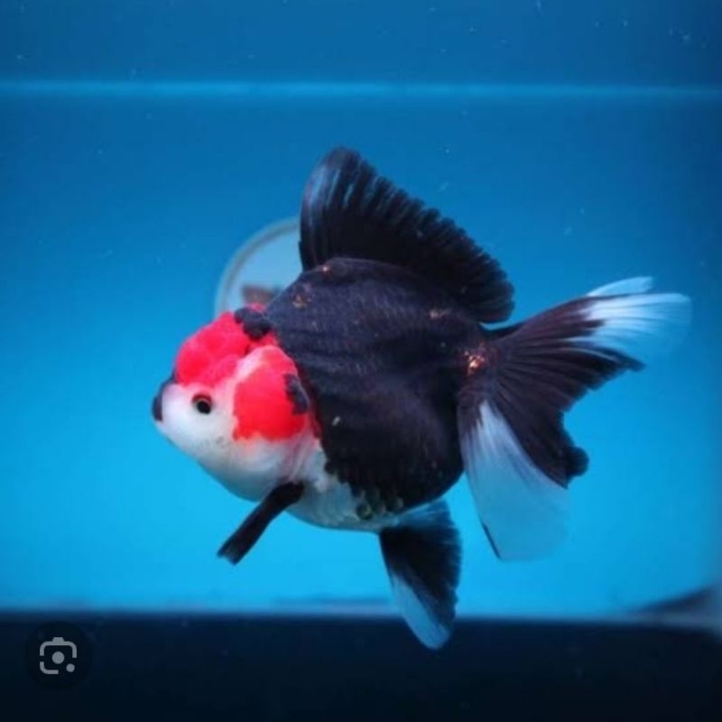 Koki Panda dan panda tricolor