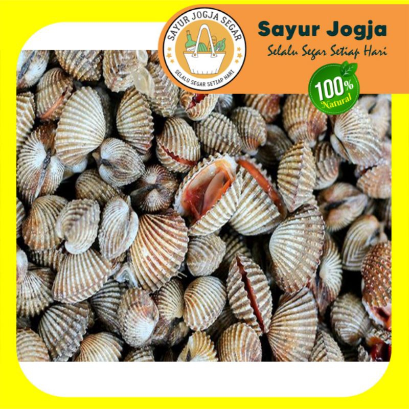 

KERANG DARA KULIT per 500gr