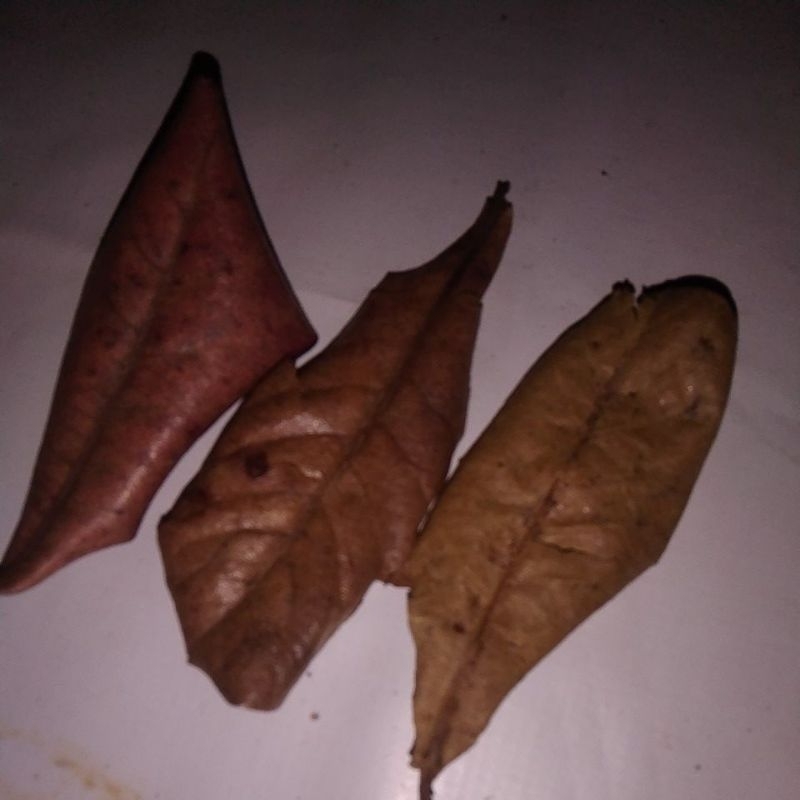 

daun Ketapang kering /basa