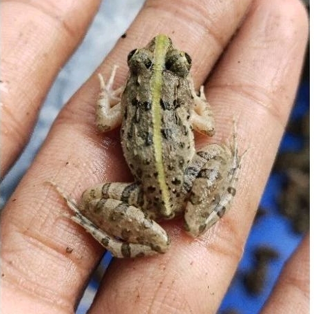 1EKOR KATAK/PERCIL/KODOK SAWAH 2-4 cm PAKAN HIDUP ARWANA