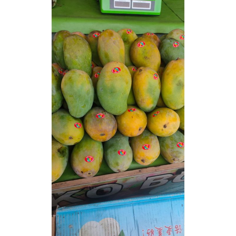 

Mangga Harum manis Super 1kg
