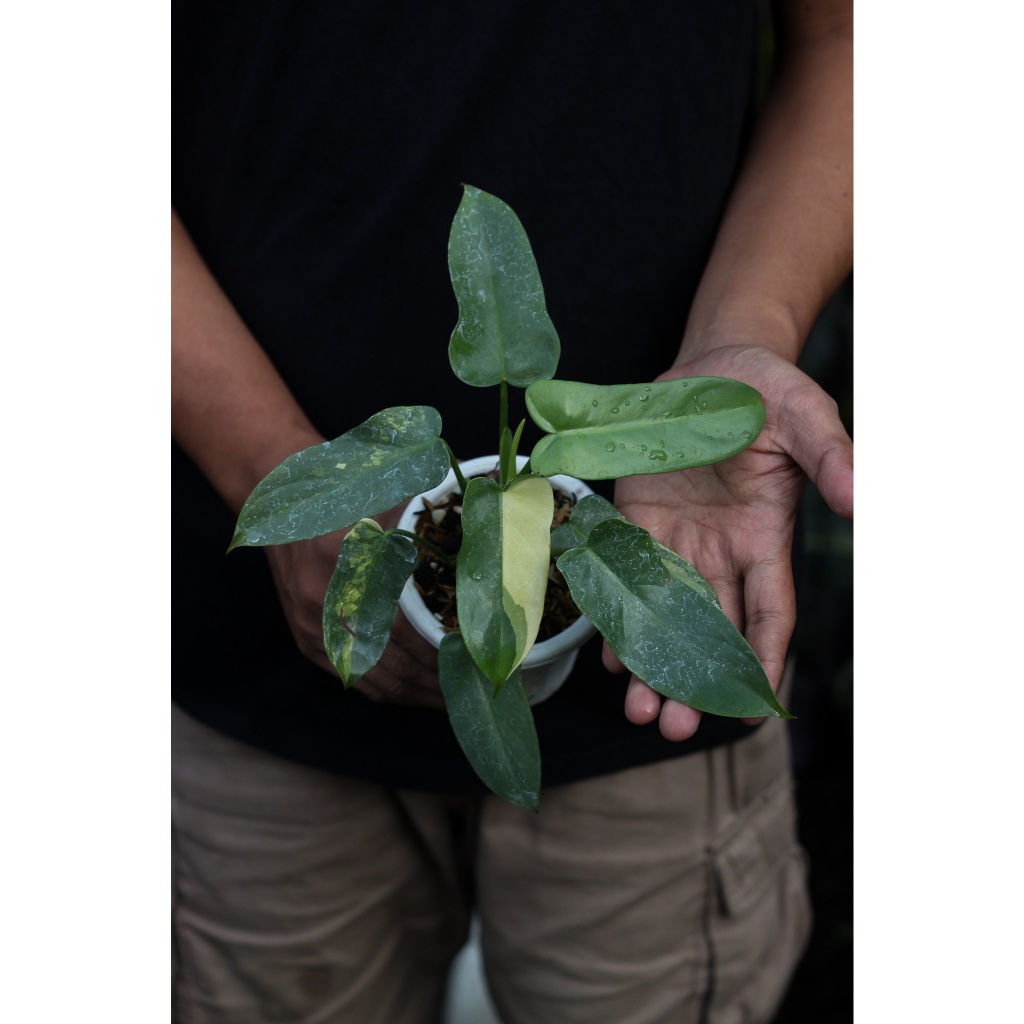 Philodenron Violin Variegata