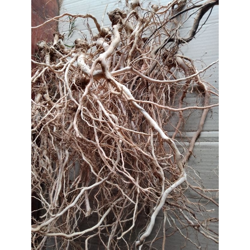 AKAR SENGGANI AQUASCAPE / AKAR SENGGANI / AQUASCAPE