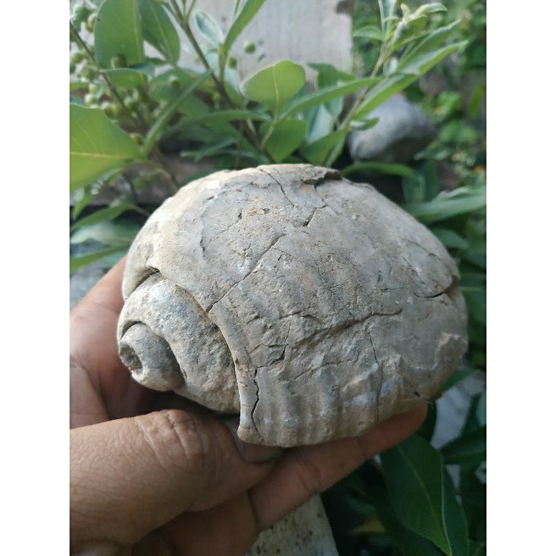 fosil keong besar