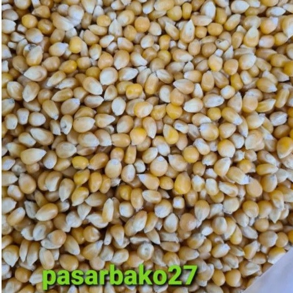 

K7 Jagung Popcorn 1kg Restok Gan