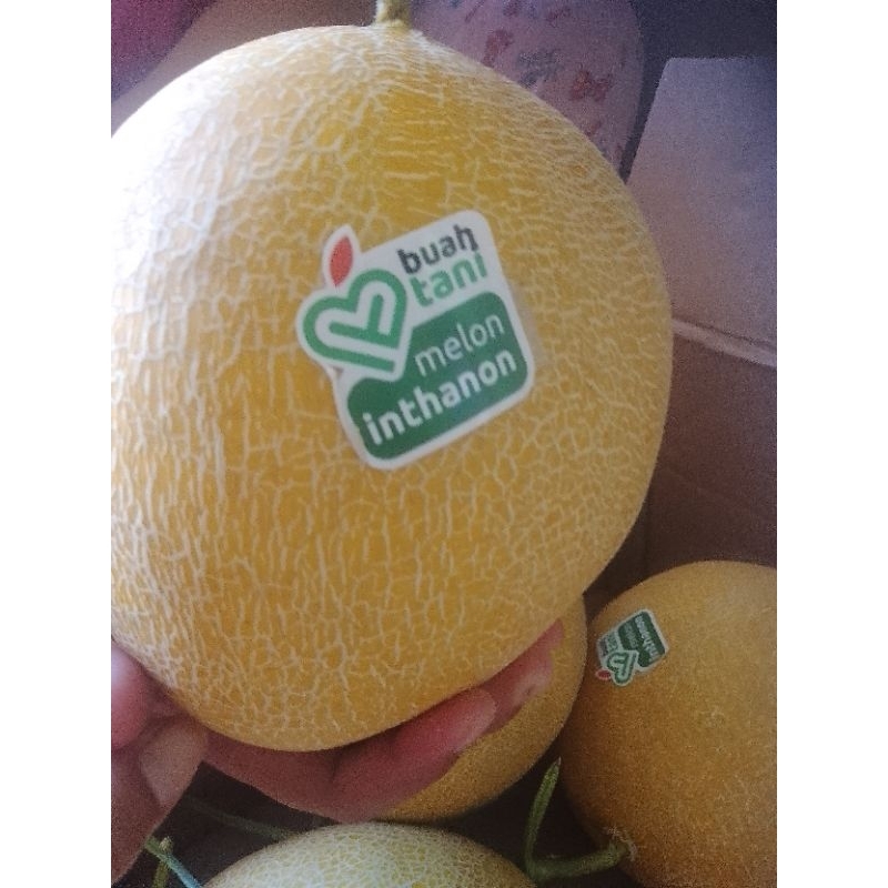 

MELON INTHANON(MELON SULTAN)LEBIH MANIS DAN SEHAT