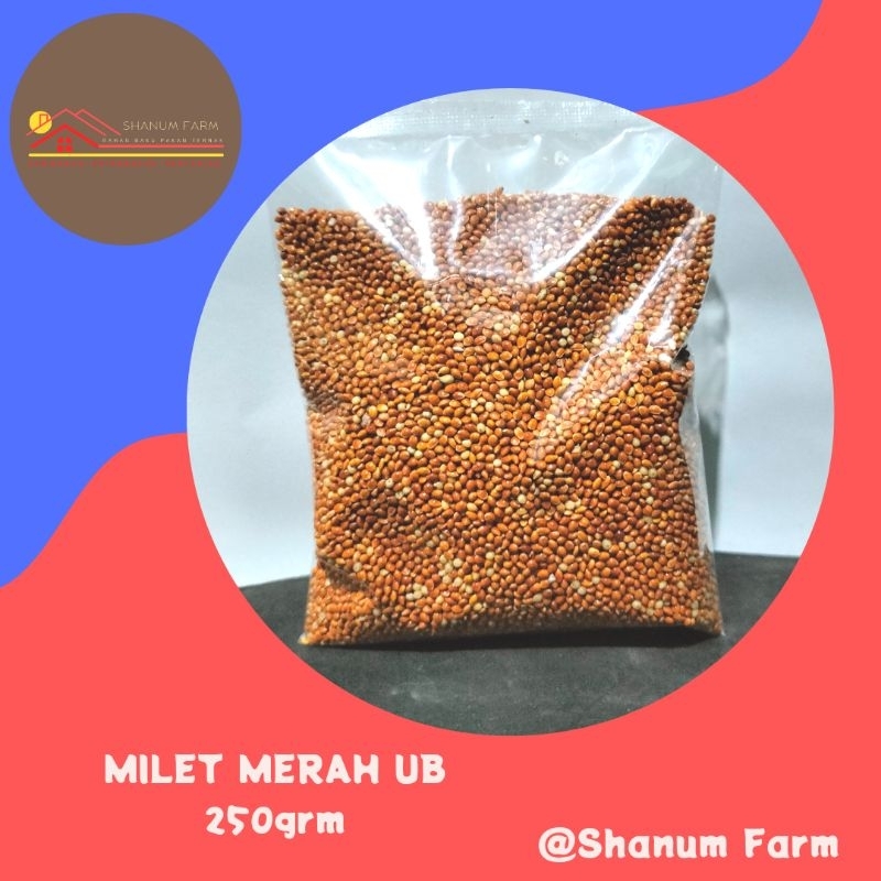 milet merah pakan burung perkutut Lovebird UBE