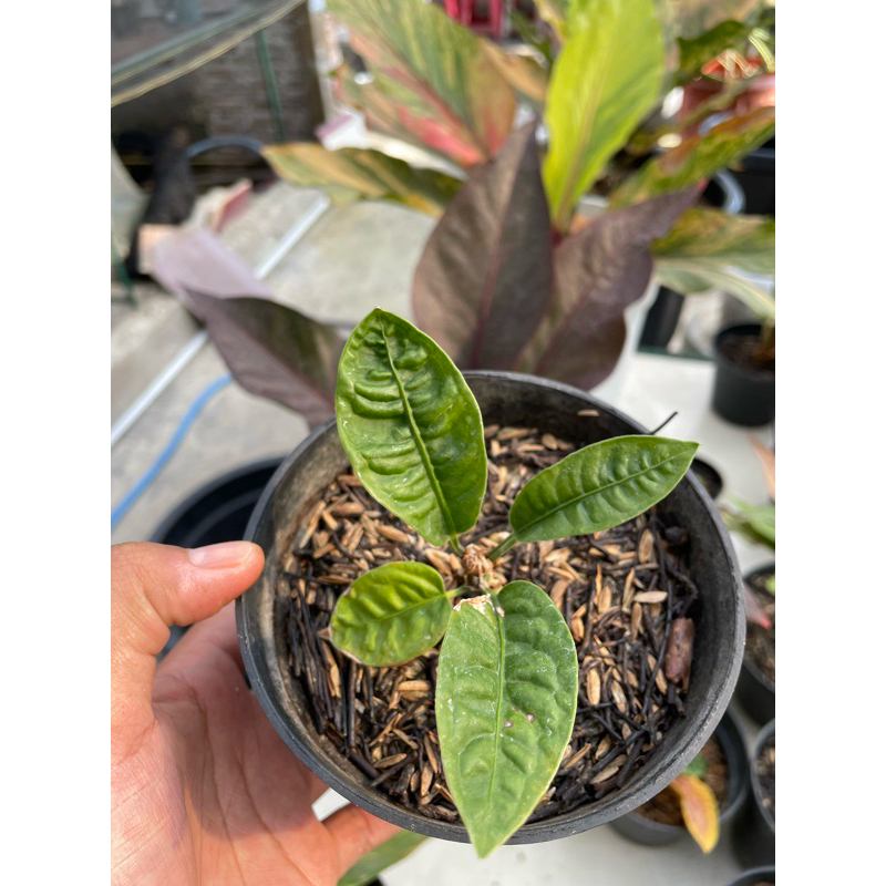 Anthurium Reflexinervium