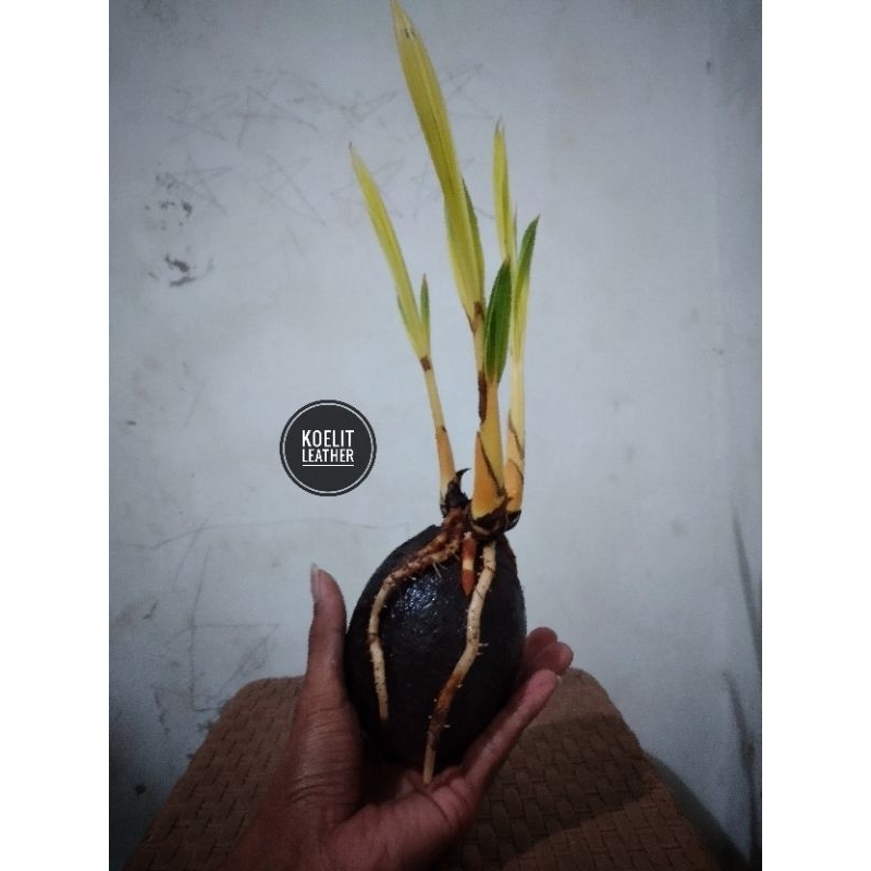 bibit bonsai kelapa kembar 3 cabang 3 tunas tiga asli alami original