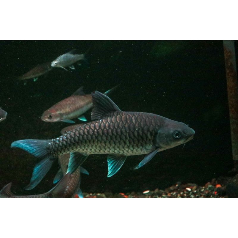 Tor Tambroides CB Kalimantan 10cm