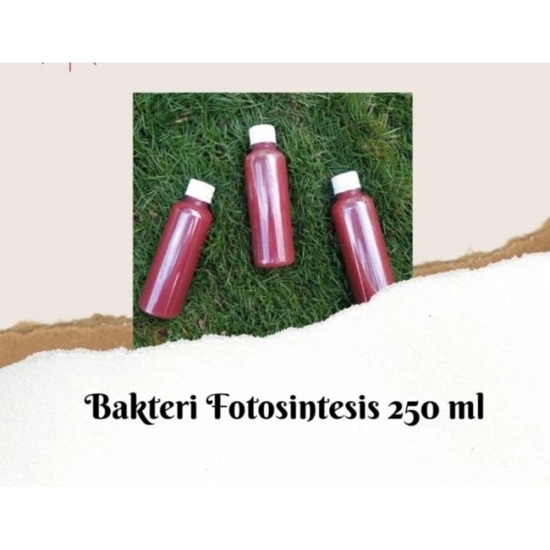 Bakteri fotosintesis(Psb)super 250 ml