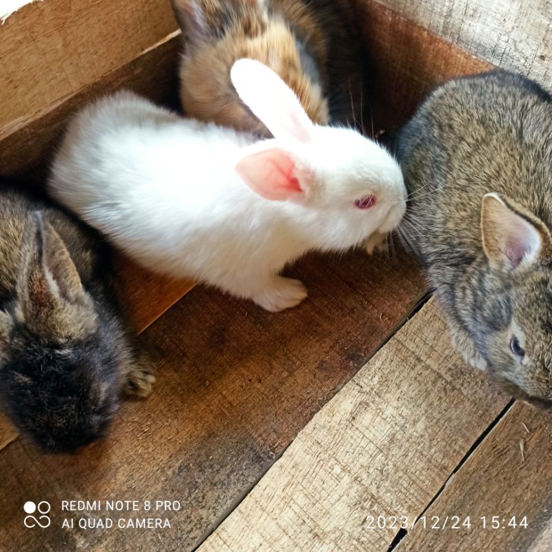 kelinci lokal / Anak kelinci lokal sehat