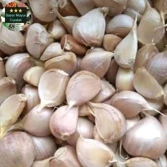 

Bawang kating