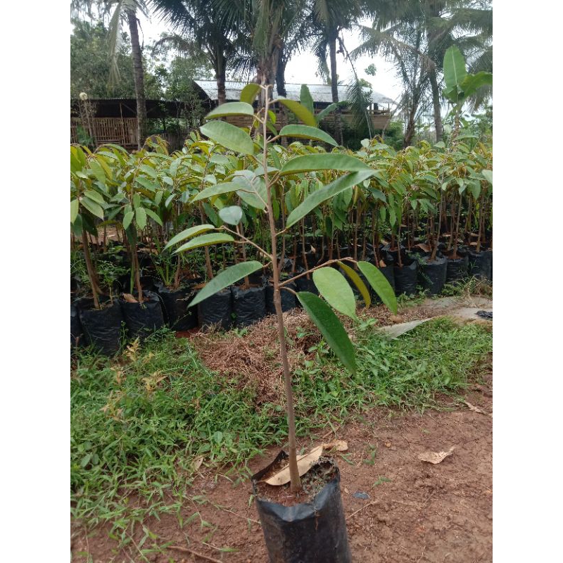 BIBIT DURIAN BAWOR/KROMO BANYUMAS