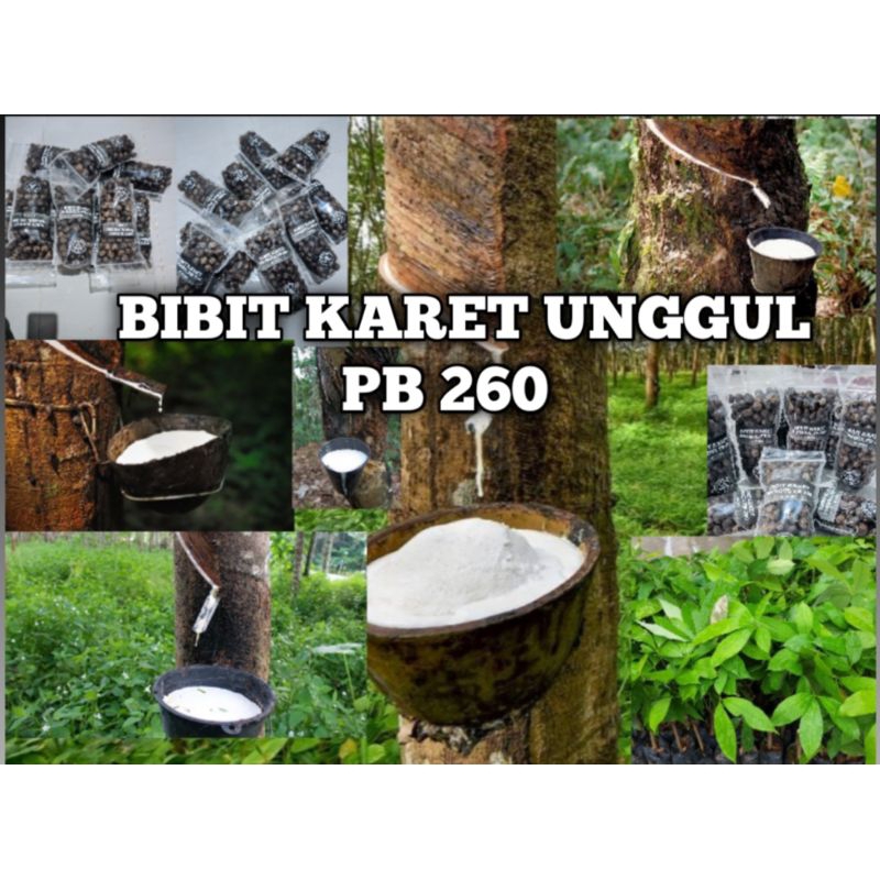 BIBIT KARET UNGGUL PB 260 MALAYSIA ISI 200 BIJI