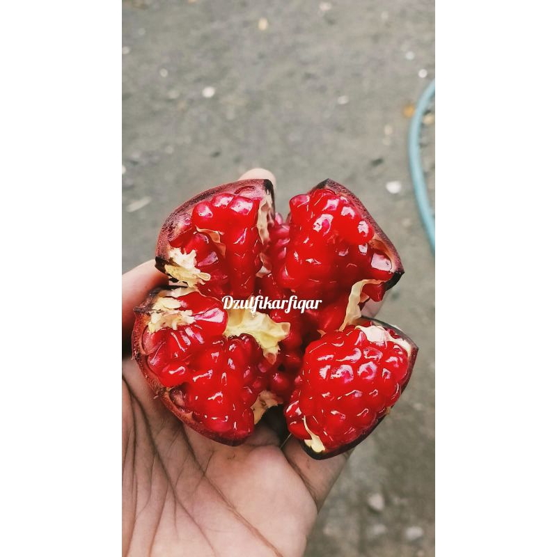 

buah delima merah india perbuah uk kecil