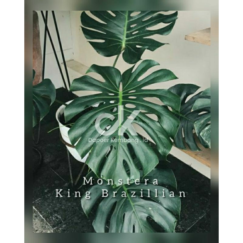 monstera / Deliciosa dan Borsigiana / Monstera king / Monking / Monstera Hijau / TANAMAN HIAS / TANA