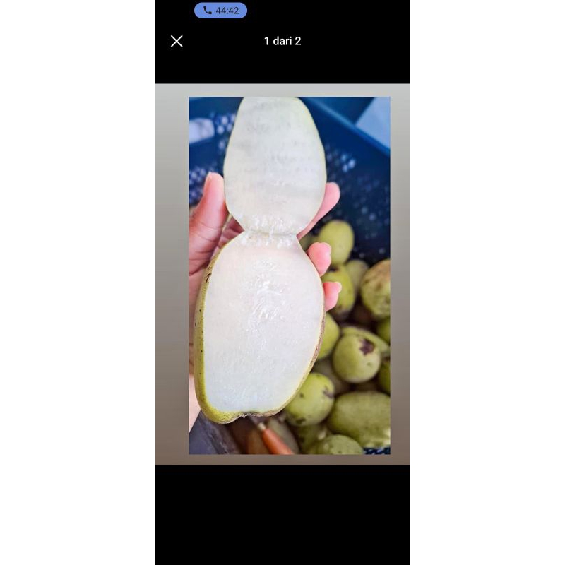 

Buah Wani Manis Asli Bali / Mangga Putih Manis / Wani Sudaji asli Bali