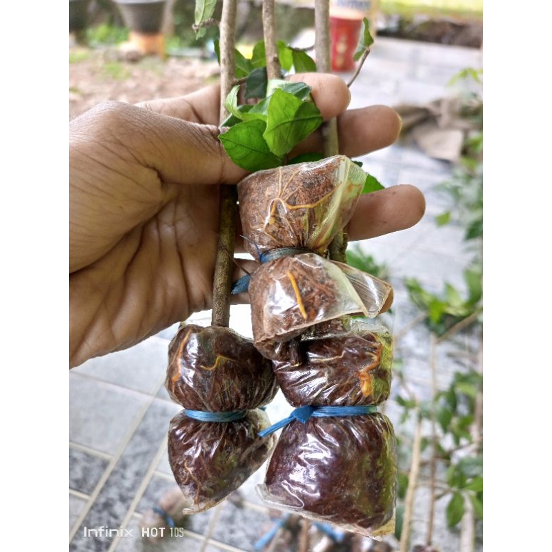 Bibit bonsai serut (Streblus asper)