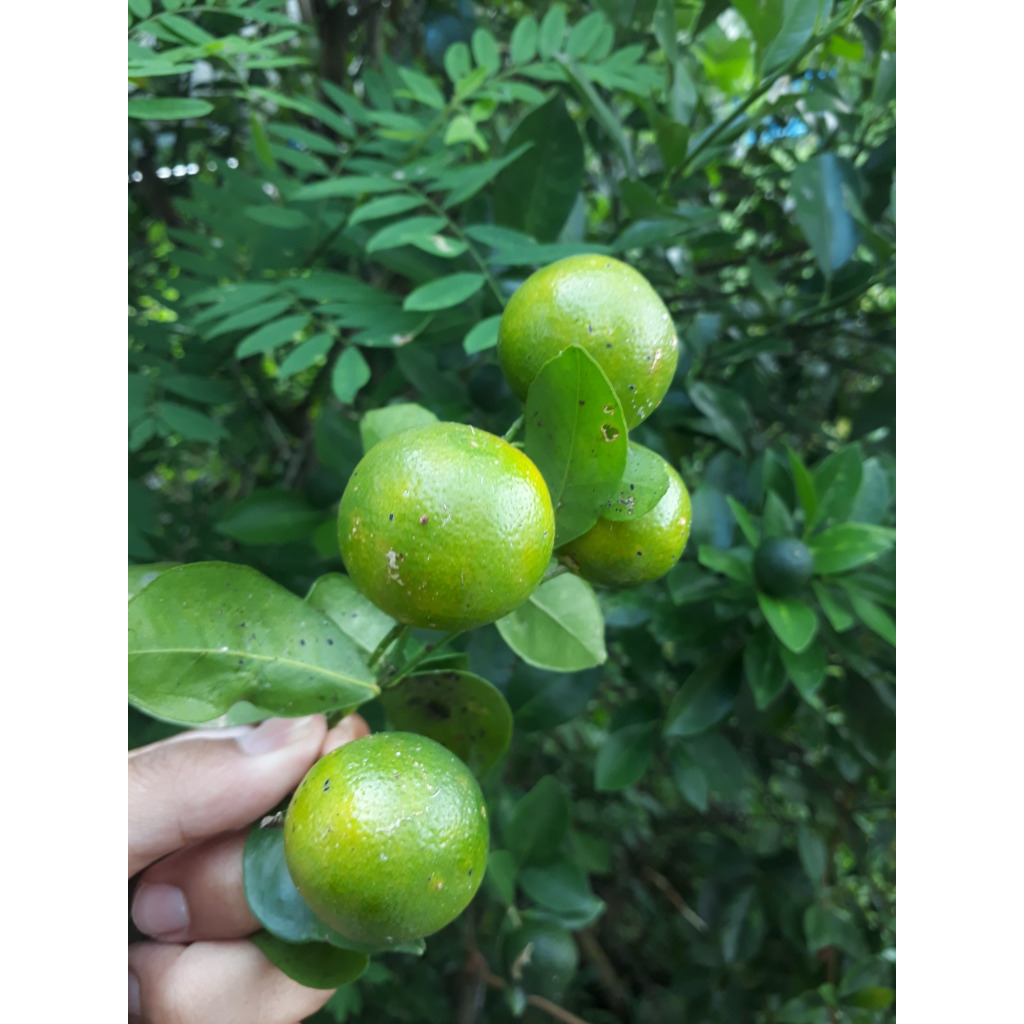 

Jeruk Sonkit / Jeruk Kasturi / Lemon Cui / Jeruk Kunci / Jeruk Kalamansi 500 Gram - Hijau