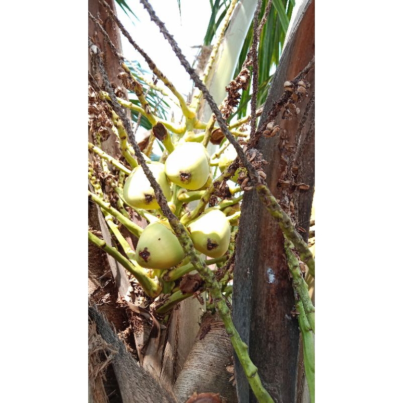 

beluluk/Mbuluk/Kelapa kecil