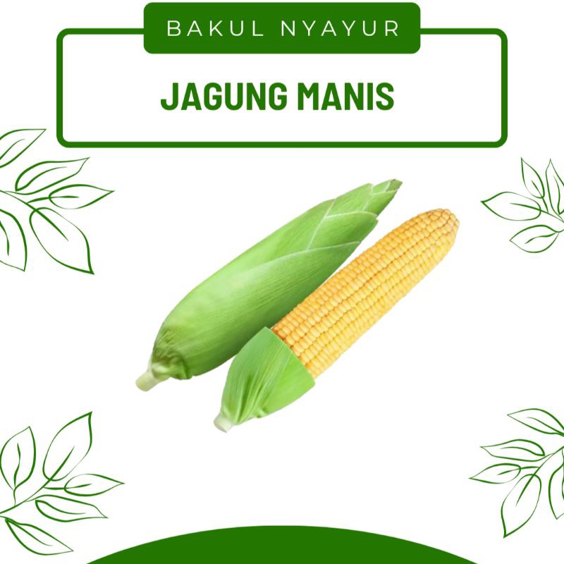 

Jagung Manis