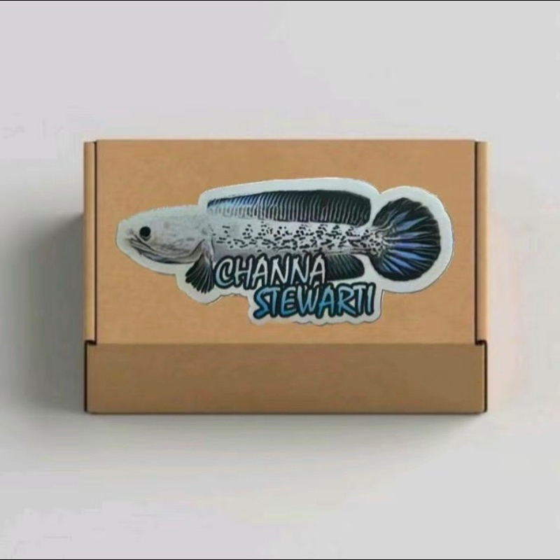 

Kardus Isi Channa Stewarti Single