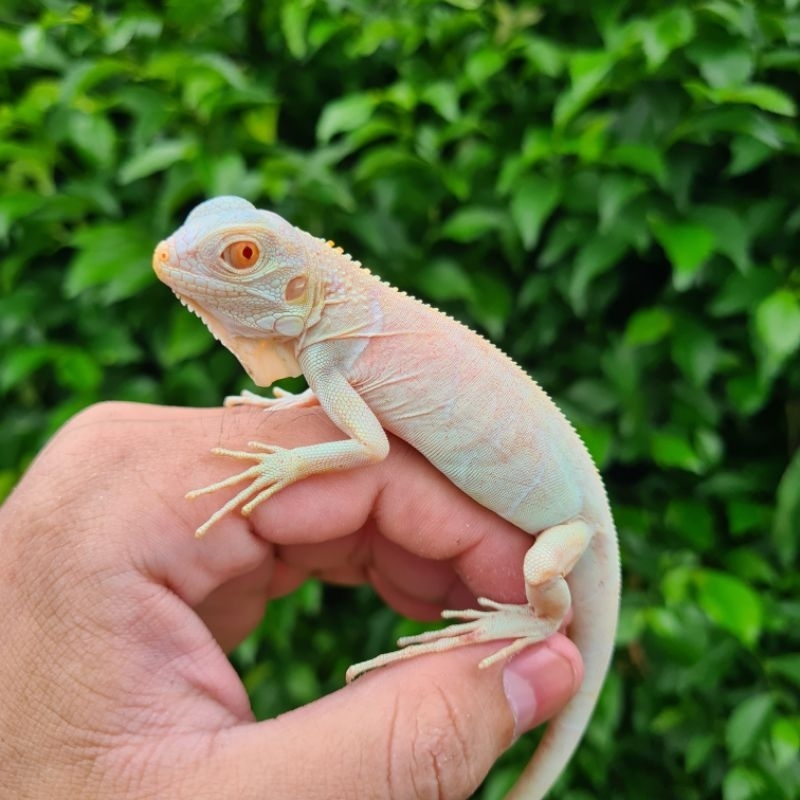 Pajangan Reptile Snow (Blue Albino) Iguana Baby