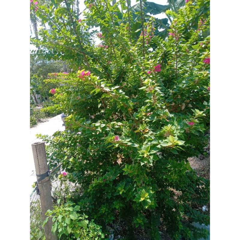 Bonggol Bugenvil Ori Singapur