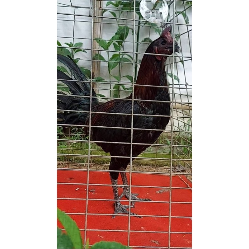 Telur Ayam Peru Black Knight Ory Daging hitam Telur Ayam peruvian Siap Di Tetaskan