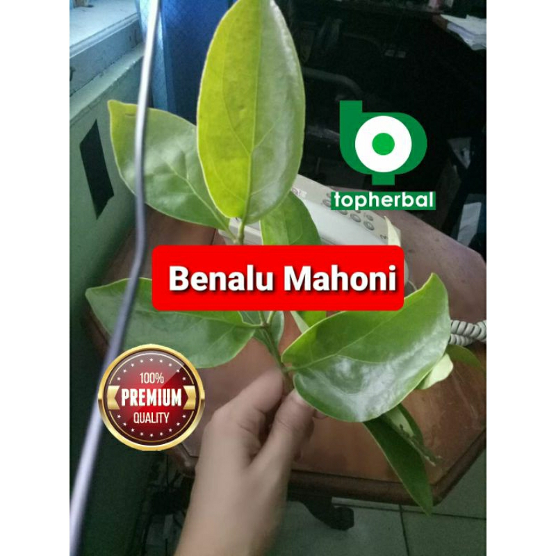 

Benalu Mahoni Kering 500 Gram