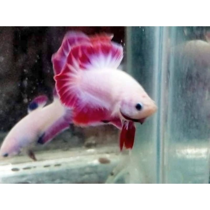 betta