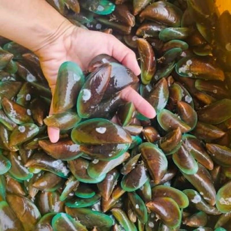 

kerang hijau hidup 1 kg