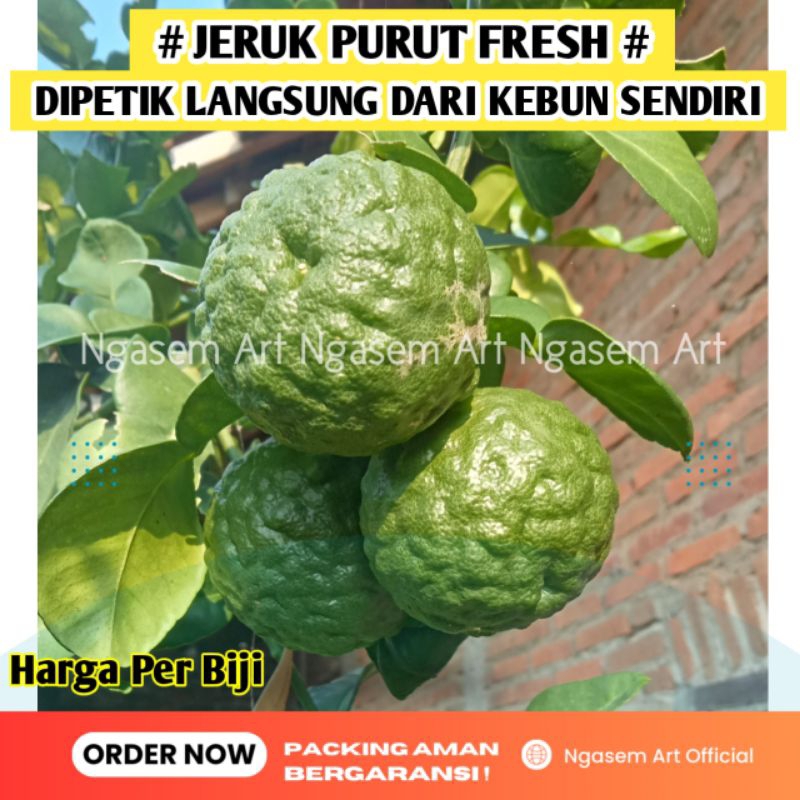 

JERUK PURUT SEGAR | JERUK SAYUR - JERUK SAMBAL - OBAT HERBAL
