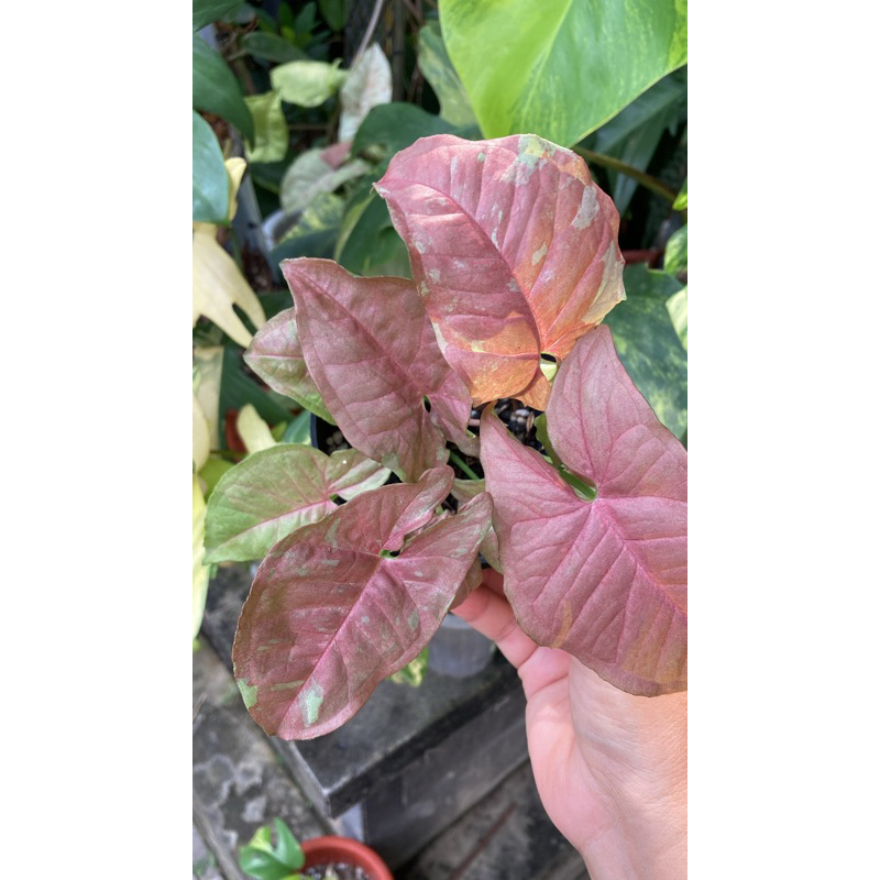 Syngonium Pink Candy