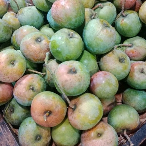 

BUAH MANGGA APEL FRESH 1 KG