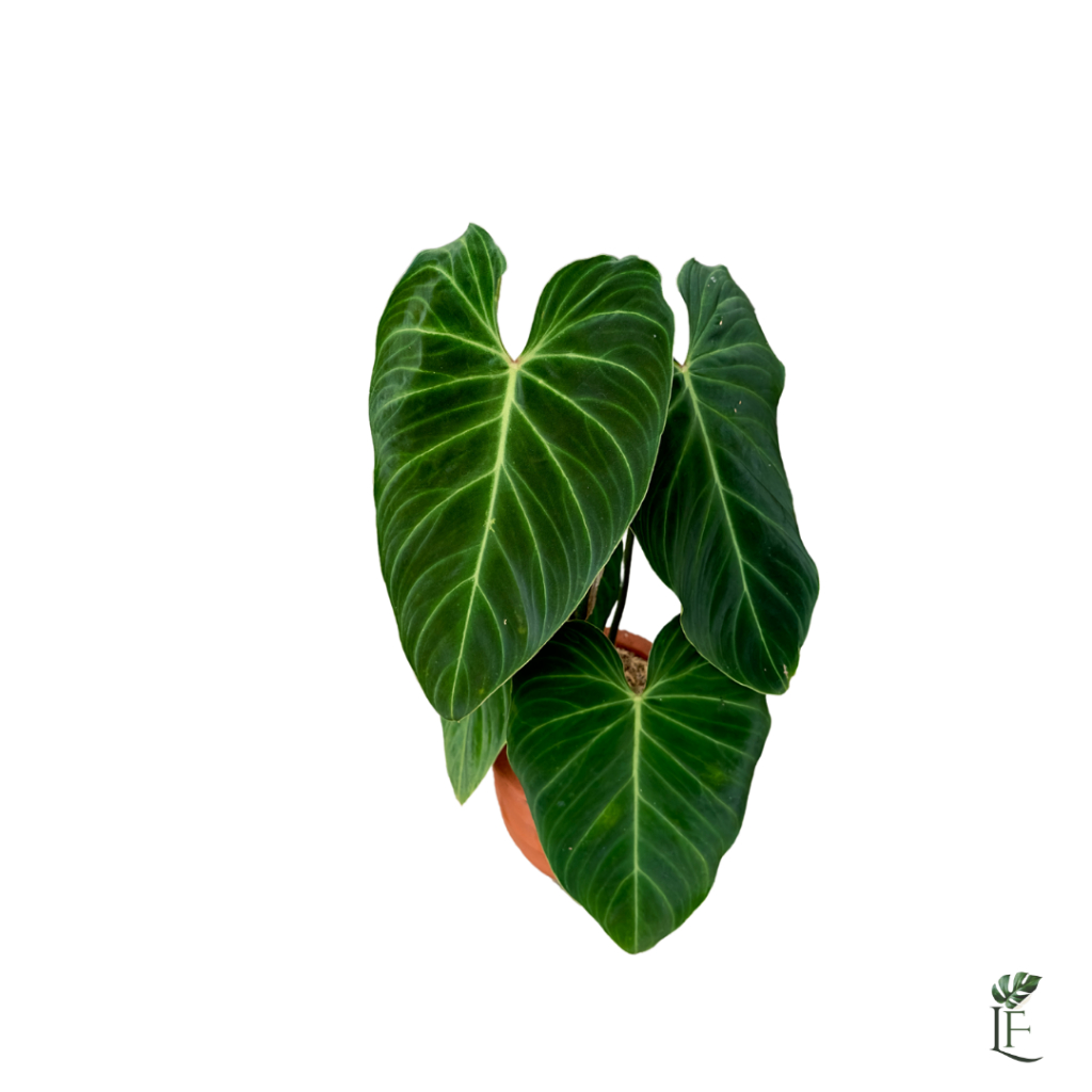 Philodendron Splendid