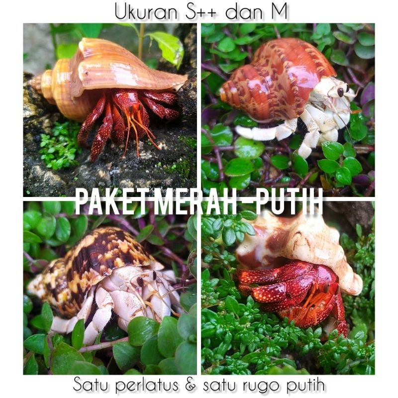 Paket Merah putih (limited edition SBY.kelomang)