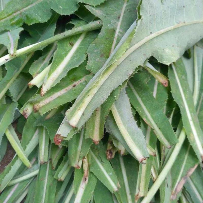 

Daun Tempuyung Segar Bersih Steril 250gr Obat Batu Ginjal
