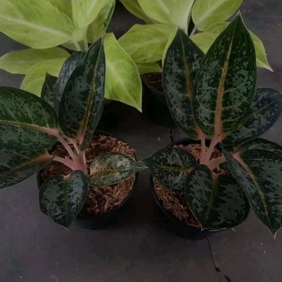 aglonema Gajah mada