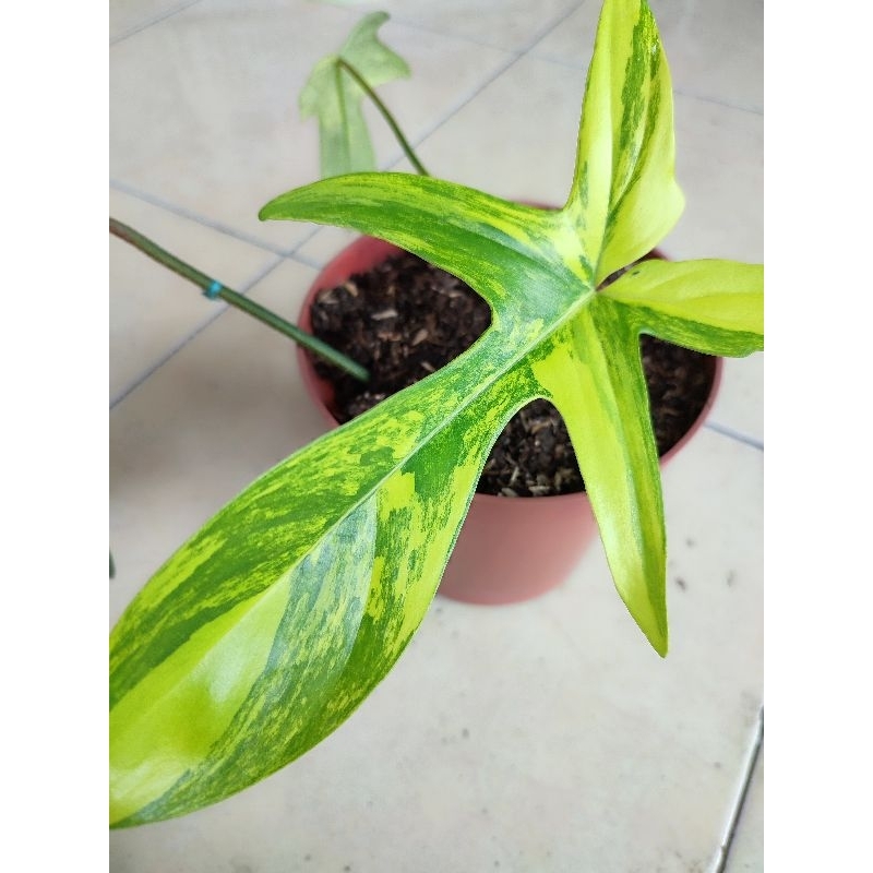 Philodendron Florida Beauty Varigata