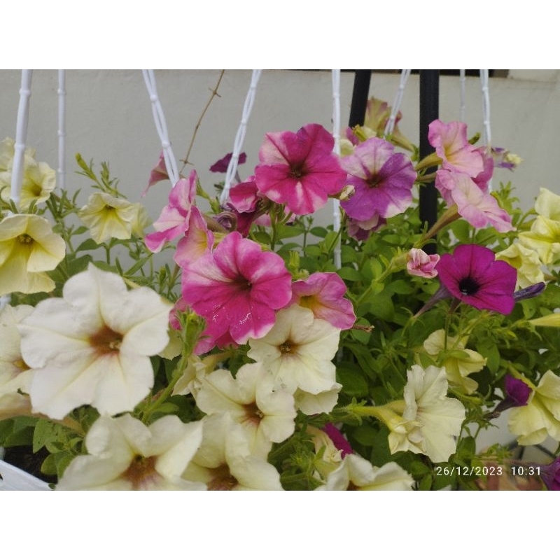 200 Biji bunga petunia mix ada silangan sama yang tumpuk