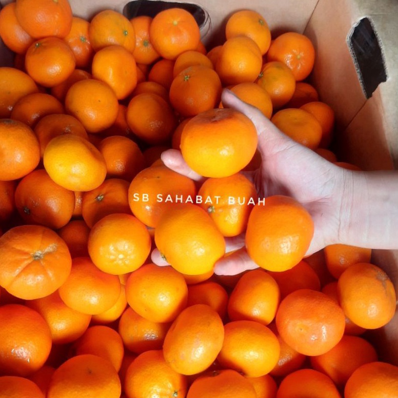 

MURAH LEBAY BUAH JERUK SANTANG AUSTRALIA TANPA BIJI 5gr