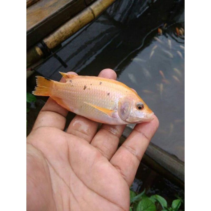 Bibit Ikan Nila Merah Bangkok Ukuran 2 Jari