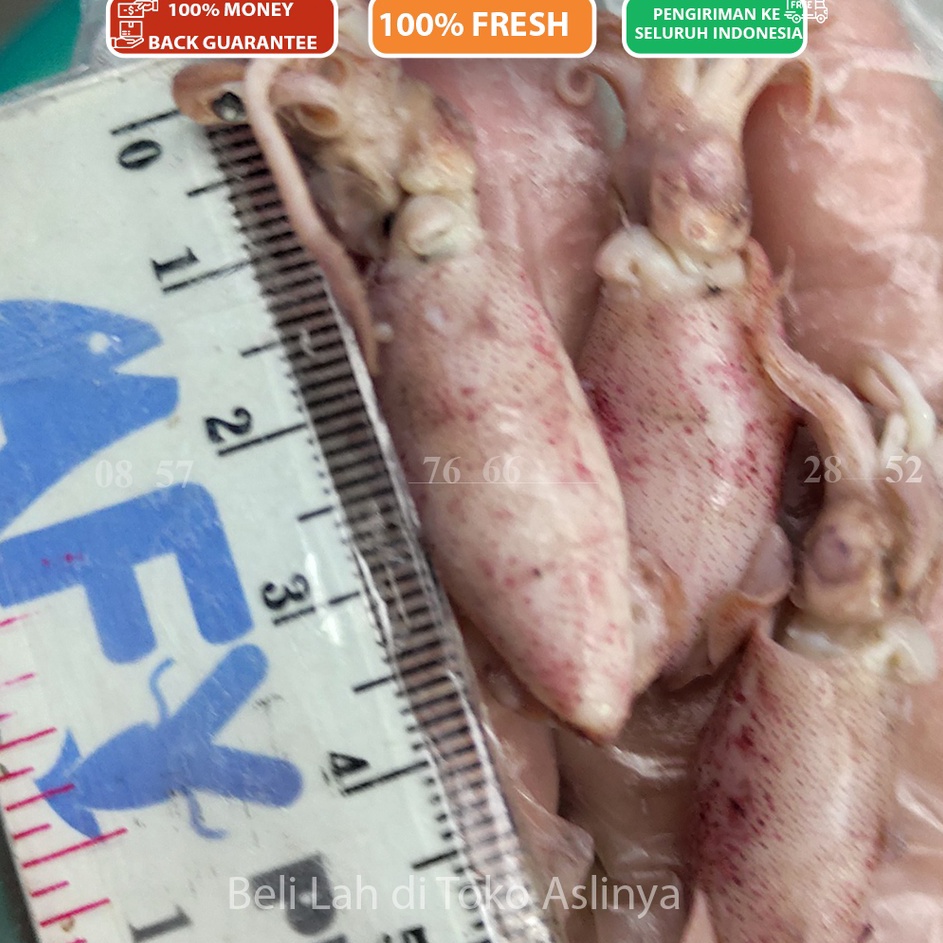 

KODE 77 PROMO Cumi Asin Sedang 47Cm 1kg 5gr Ikan Asin Jakarta Sontong Rebus Mentah Siap Masak
