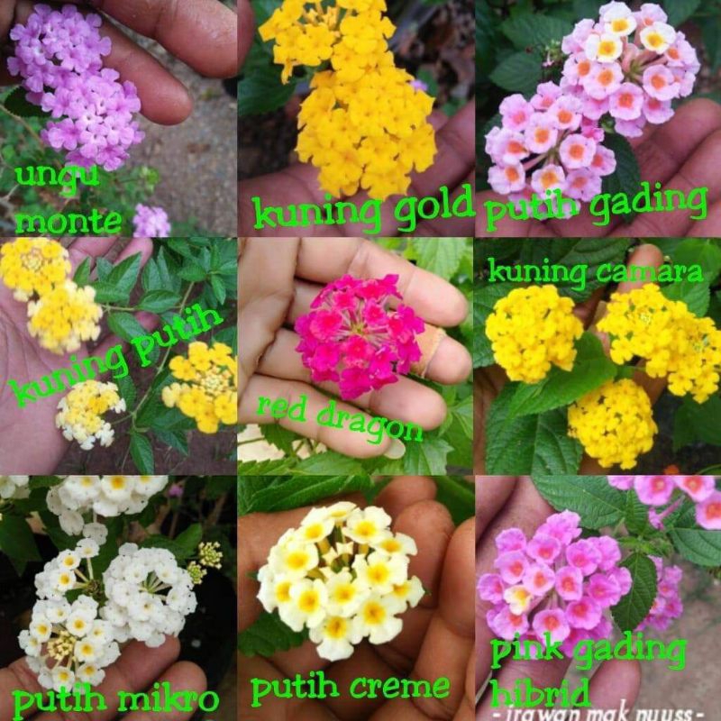 ENTRES LANTANA 15 TANGKAI