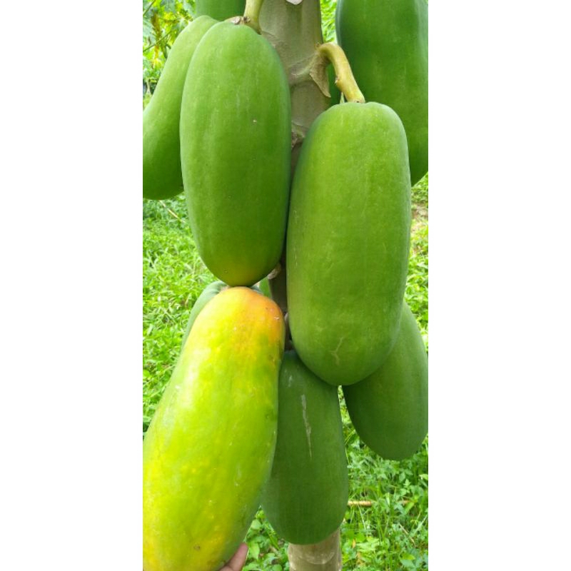 bibit pepaya madu