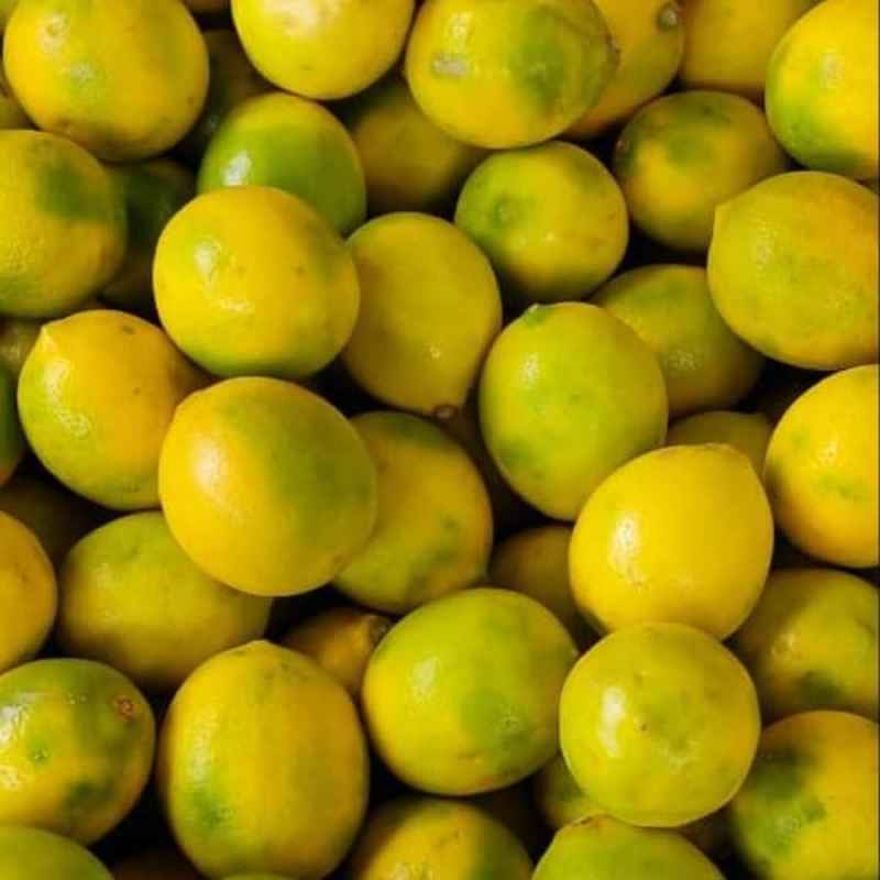 

Buah Lemon lokal 1kg Premium, Ready Stock Sameday Delivery Jogja